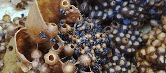 Madu kelulut dikatakan mempunyai pelbagai khasiat dan lebih tinggi khasiatnya jika dibandingkan dengan madu lebah. Update Harga Madu Klanceng Per Botol Di Pasaran Daftar Harga Tarif