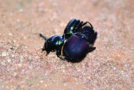 Image result for Canthium bugoyense