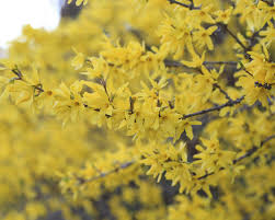 However, there are types that bloom in the fall. Early Flowering Shrubs Columbia Metropolitan Magazine