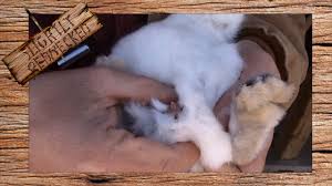 If a bunny's eyes are open, his body has no hair and he's taking short little hops, in all likelihood, he's between 10 to 14 days old. How To Tell The Gender Of Baby Rabbits The Sr Rabbit Update 1 10 17 Youtube