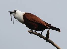 Three Wattled Bellbird Birdforum Opus Unique Animals Weird Animals Animals