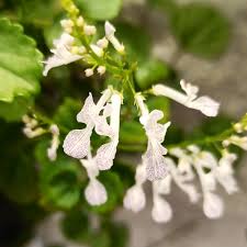 Image result for Plectranthus verticillatus