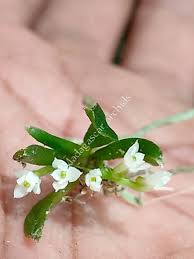 Image result for Microcharis