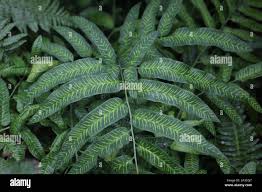 Image result for Coniogramme