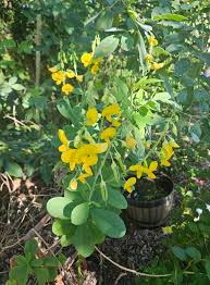 Image result for Crotalaria pudica