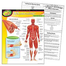 t38095 the human body muscular system learning chart