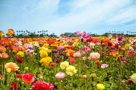 Flightradar24 tracks 180,000+ flights, from 1,200+ airlines, flying to or from 4,000+ airports around the world in real time. 9 North County San Diego Botanic Gardens Arboretums Nurseries Master List Ync