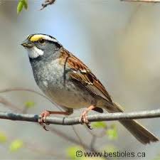 Le Bruant Un Oiseau Au Plumage Raye Nature Birds Beautiful Birds Animals Beautiful
