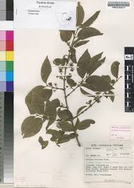 Image result for Psydrax livida