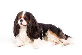 Cavalier king charles spaniel care. Cavalier King Charles Spaniel Dog Breed Information