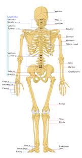 Check spelling or type a new query. Osteologi Wikipedia Bahasa Indonesia Ensiklopedia Bebas