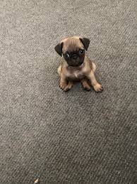 In a group of animals , a runt is a member which is significantly smaller or weaker than the others.1 owing to its small size, a runt in a litter therefore, in the wild, a runt is less likely to survive infancy. Meet Little Judy The Runt Of The Litter Pugs