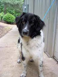 Wilson County Humane Society Puppy 1 Year Old Border Collie Mix Very Active Boy Needs An Active Owner Humane Society Border Collie Mix Puppies