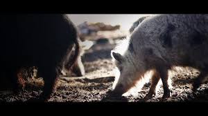 The Cleanest Pig David White Paul Wedel By Focus Forward Films After Waiting 50 Years Some Exceedingly Rare Pigs Help Dr Medical Miracles Geek Design Pig