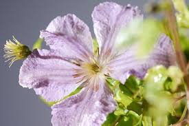Genus name comes from the greek word klematis which is an old name applied to climbing plants. Clematis Blakite Angel Clematis Sorten