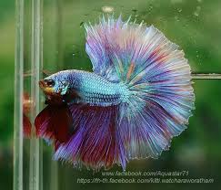 Dsc04805 Pet Fish Betta Fish Aquarium Fish