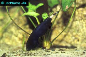 Black Ghost Knife Fish Apteronotus Albifrons Profile With