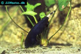 black ghost knife fish apteronotus albifrons profile with