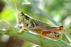 Collected from a roadside in platte county, wyoming, males averaged 289 mg live weight and females 389 mg (dry weight: Red Legged Grasshopper Fontenelle Forest Nature Search Fontenelle Forest Nature Search