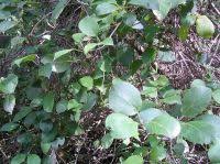 Image result for Marsdenia schimperi