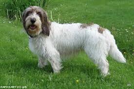 Image result for velký vendéeský hrubosrstý honič