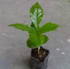 Untuk pembelian doc atau bibit ayam petelur biasanya di jual per bok. Jual Bibit Kopi Di Bandung Jual Bibit Tanaman