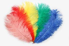 Feder · federn · federball · federfuchser · federlesen. Federn 5er Pack Bunt Vom Strauss Straussenprodukte Ab Hof