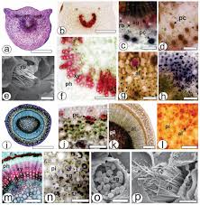 Image result for Psychotria cinerea