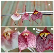 Image result for Vandellia subracemosa
