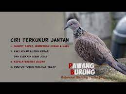Perbedaan tekukur kelantan vs tekukur lokal. Ciri Burung Tekukur Jantan Betina Youtube