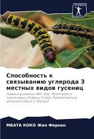 Image result for Uapaca guineensis