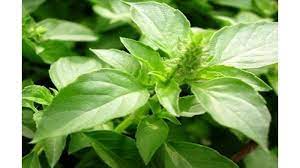 Kemangi juga ditemukan di thailand (disebut manglok), mediterania/italia (disebut genovese), dan india (disebut holy basil atau tulsi). Sederet Manfaat Daun Kemangi Bisa Atasi Radang Hingga Batuk Dan Pilek Tribun Jabar