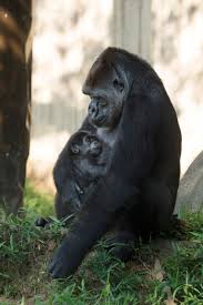 Inside The World S Largest Collection Of Animal Milk Baby Gorillas Animals Newborn Animals