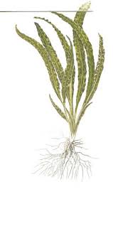 It has not yet been recorded from china but may be distinguished as follows. Zierfisch Center Mering Elos Aqua Studio Cryptocoryne Crispatula Var Balansae