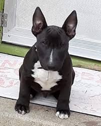 Cutie Bully Breeds Dogs Bull Terrier Art Mini Bull Terriers