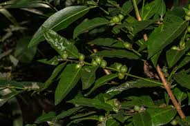 Image result for Polysphaeria lanceolata