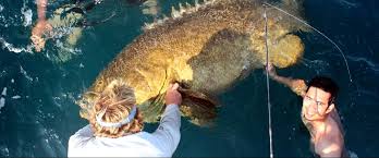 Recently i added snook fishing jigs to my list of the best lures. How To Catch Snook Tips For Fishing For Snook