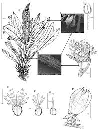 Image result for Resedaceae