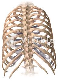 The number of ribs present in the typical human skeleton is of 12 paired rib elements (a total of posterior view of ribs and their articulating vertebrae partners. Medical Animation From Visual Health Solutions Skeletal System The Ribcage Posterior View