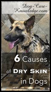 Here S How To Get Rid Of Dog Dry Skin Using A Treatment Remedy Based On Natural Dog Shampoo That Gives Instant Itch Dog Dry Skin Dog Dry Skin Remedy Itchy Dog