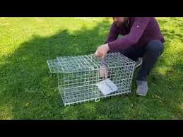 Kedi Sansar Porsuk Tilki Kapani Youtube