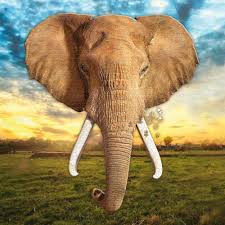 Puzzle madd capp to świetny prezent na urodziny, wspólną. Puzzle En Forme Tete D Elephant 700 Pieces 97x107 Cm I Am Madd Capp