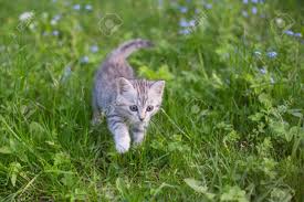 Over 36,817 kitten play pictures to choose from, with no signup needed. Little Playful Gray Kitten Play And Run On A Green Grass Cat Stock Photo Picture And Royalty Free Image Image 128429553