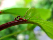 Bitkiler karıncaları kendilerine hizmet ettirecek şekilde nasıl ...