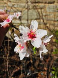 Maybe you would like to learn more about one of these? Farmers As Far North As Southern Maine Can Grow Almonds Javid S Iranian Peach Trees Fruit Trees Almond Fruit
