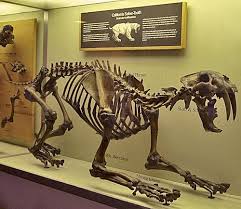 Berakhir Penuh Tanda Tanya Lion Sculpture Sabertooth Smilodon