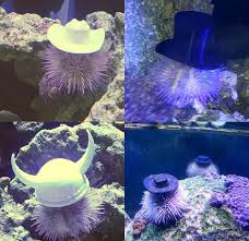 Sea Urchins Protect Themselves By Putting Rocks And Shells On Their Heads So Apparently If U Give Them Tiny Hats They Will Put Them On And Wear Them Interestingasfuck
