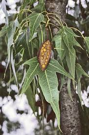 Image result for Brachychiton populneus