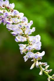 Image result for Virectaria