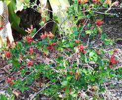 Image result for Ruttya fruticosa